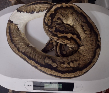 Adult Royal Pythons
