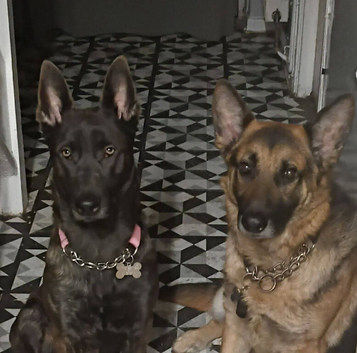 Dutch shepherd cross german shepherd