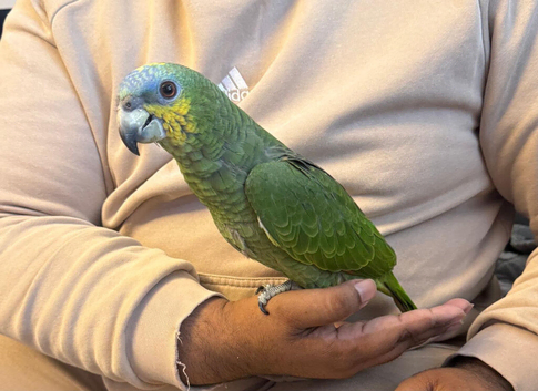 Handreard baby orange -winged Amazon for sale or px