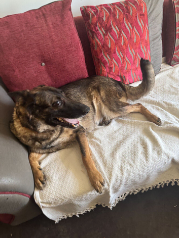 Magda &ndash; Loving 5-Year-Old Dog Looking for Her Forever Home