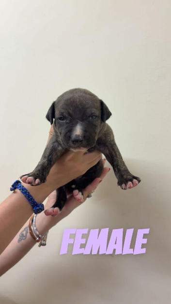 Staffy puppies ready to leave