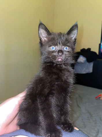 Mane coon kitten
