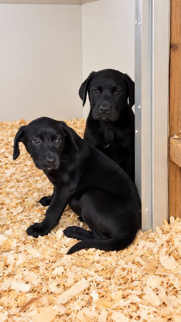 Lab cross pups for new home