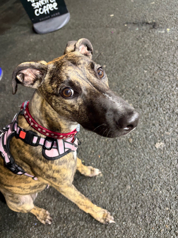 URGENT rehoming