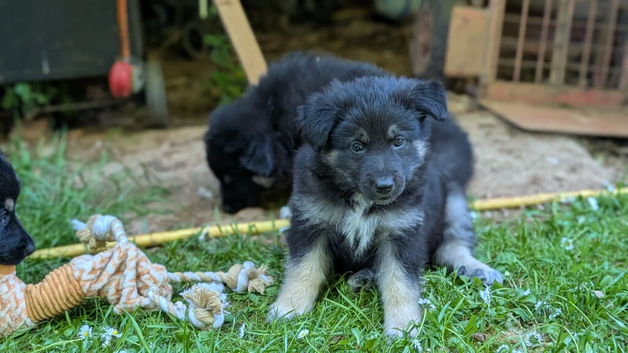 Absolutely Stunning SHOLLIE (German Shepherd x Collie) Puppies