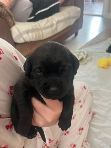 Rottweiler x Patterdale