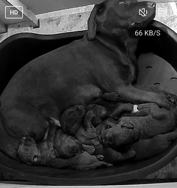 7 Labradoodle puppies