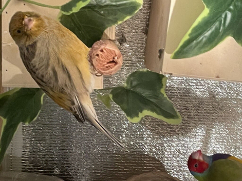 Canary bird male adult