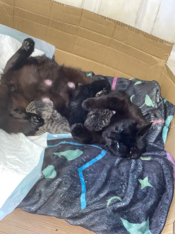 Kittens for sale.