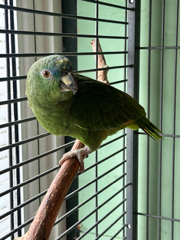 Millie the blue front.