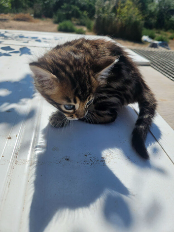 Cashmere and cashmere carrier bengals