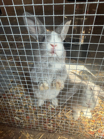 Mini lop x lionhead bunnies