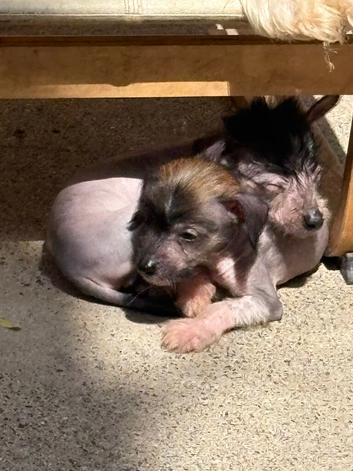 Hairless Chinese Cresteds