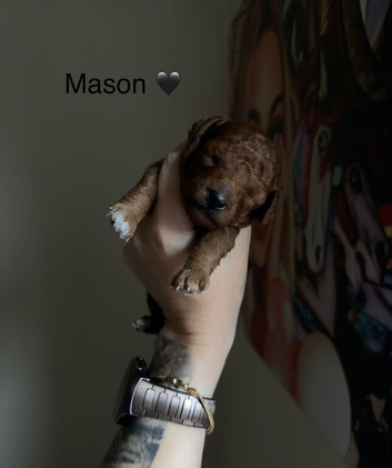 5-star licensed ESPONJOSO Exclusive Half Asian Toy Poodles | August 2026