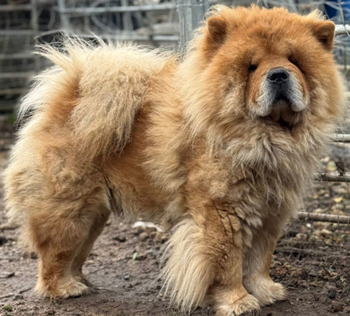 Male 2 years old chow