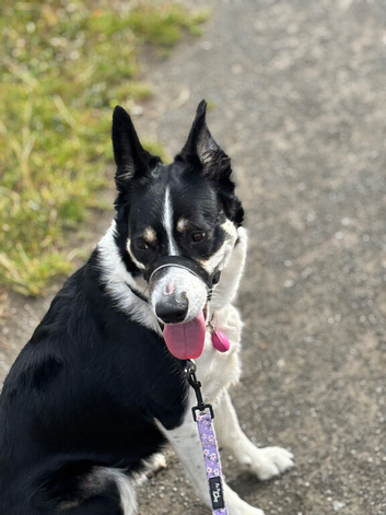 Border collie female needs a new home