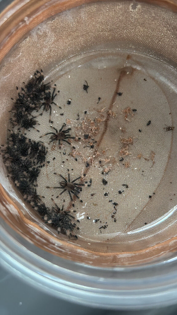Trinidad chevron / p. Cambridgei spiderlings (Not jumping spider)