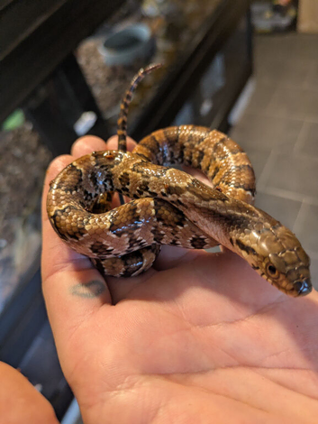 Hypo false water cobras
