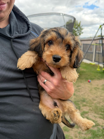 Cockapoo x