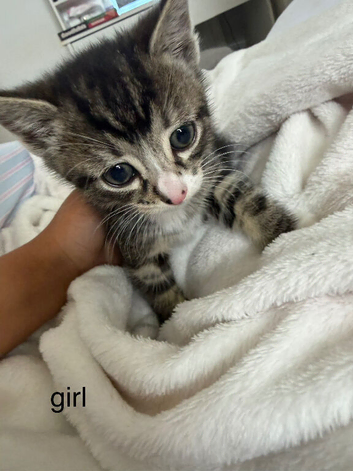 4 beautiful baby kittens ready for the brand new home