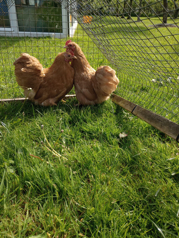 2 Buff Pekin pullets