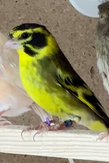 Himalayan greenfinch for sale