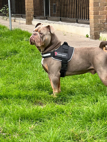 English bulldog