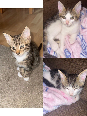 3 gorgeous kittens