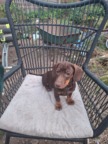 Dachshund puppies last 2 in litter