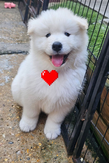 SAMUED PUPPIES