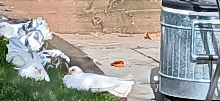 6 Fantail Doves to rehome
