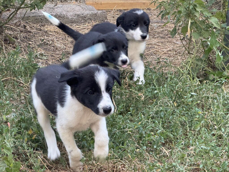 Border Collie Puppies - Working Parents - Black and White - Male and Female