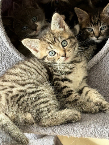 Beautiful kittens for sale near Chipping Sodbury Bristol