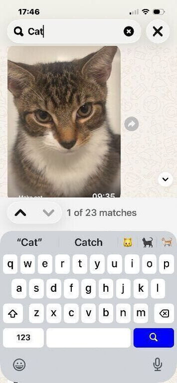 Lovely cat needs a home