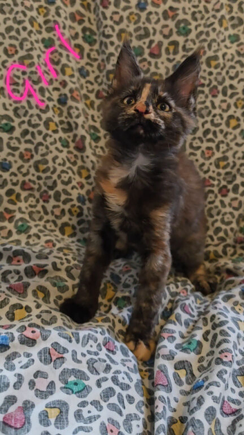 Predigee Mainecoon kittens
