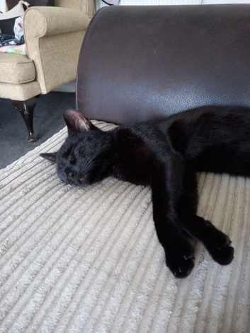 Female cat named lilly