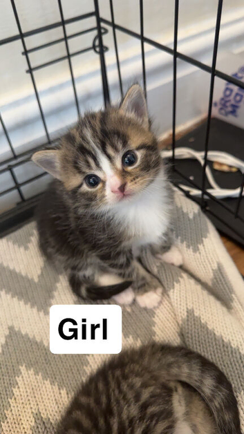Kittens