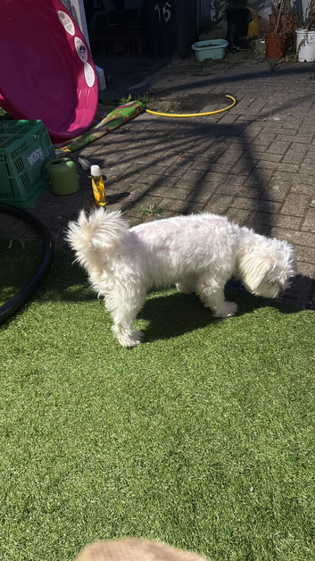 Sell my dog