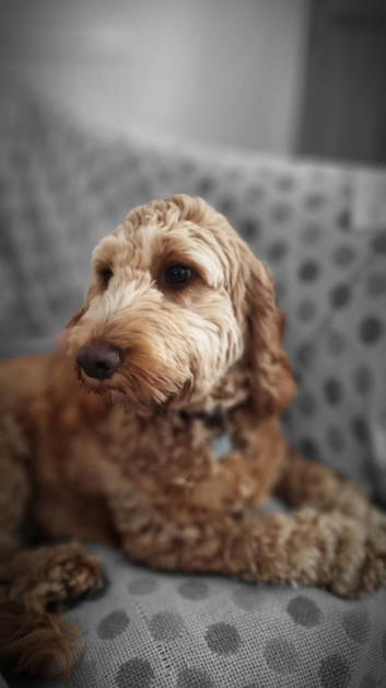 Dog Walking and Small Animal Pet Sitting