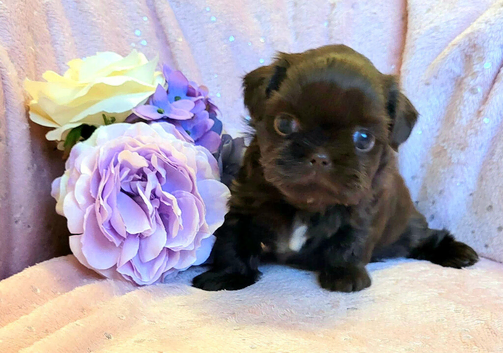 Imperial Chocolate Shih tzu girls
