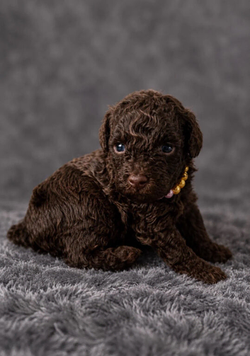 Gorgeous Toy Poodle Puppies &ndash; Loving Forever Homes