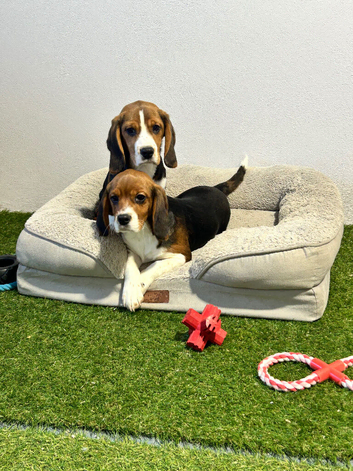 Tri-coloured female beagles