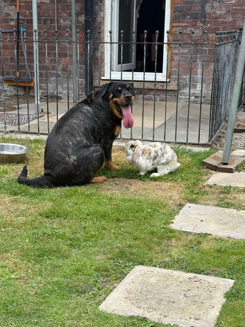 Amazing free range bunny