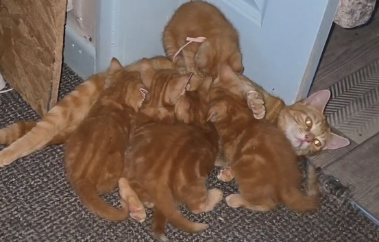 Ginger kittens