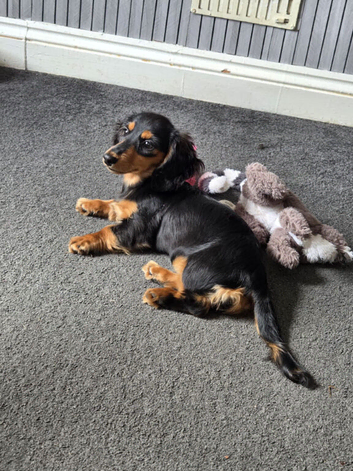 Minature daschund puppies