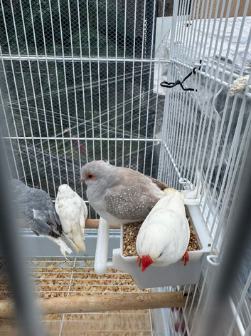 Diamond doves in hull