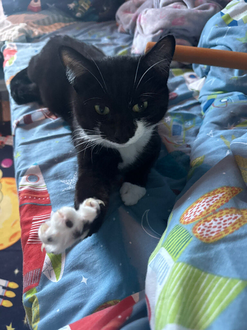 Cat for sale