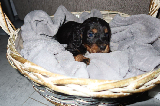 Cocker spaniel puppies