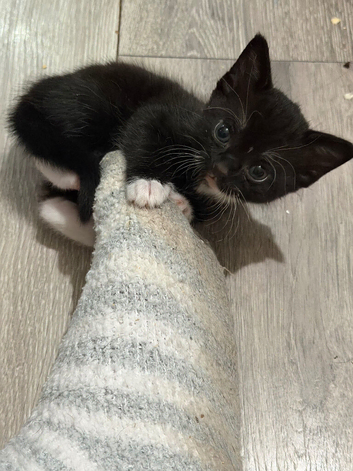 Two beautiful little girls for sale