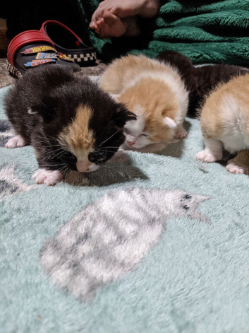 8 Kittens